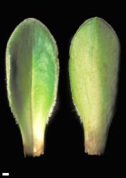 Veronica benthamii. Leaf surfaces, adaxial (left) and abaxial (right). Scale = 1 mm.
 Image: W.M. Malcolm © Te Papa CC-BY-NC 3.0 NZ